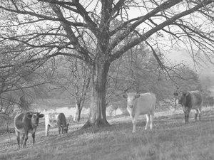 Groupe de vaches dans un champ avec un lac en arrière-plan - Joseph Hardman