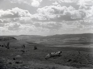 Un petit troupeau de mouflons à cornes à Scout Scar - Joseph Hardman
