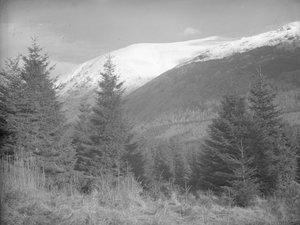 Les arbres de Noël poussent avec les montagnes enneigées derrière eux - Joseph Hardman