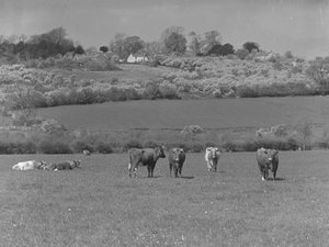 Vaches dans un champ