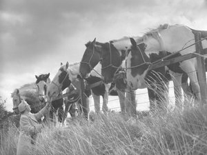 Chevaux se penchant sur la clôture et nourris par une dame