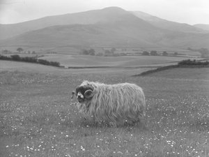 Moutons primés de la race Rough Fell