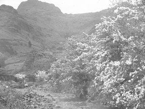 Rivière avec arbres en fleurs le long de la rive et Langdale Pike en arrière-plan