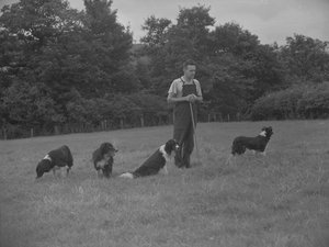 Berger et quatre chiens