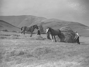 Deux chevaux tirant des traîneaux
