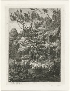 Paysage forestier