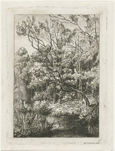 Paysage forestier