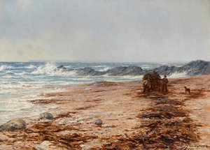 Récolte de varech