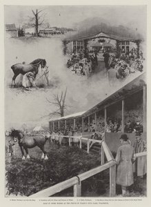 Vente de chevaux de trait à la ferme d
