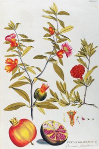 Grenade (Punica granatum) par Joseph Jacob von Plenck (1735-1807), de Icones plantarum medicinalium, Vienne - Joseph Jacob Plenck