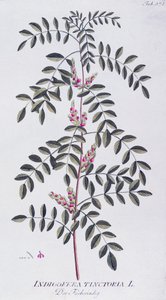 Indigo vrai (Indigofera tinctoria), d