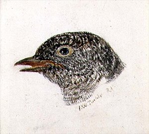 Coucou, du Livre des Oiseaux de Farnley, c.1816 - Joseph Mallord William Turner