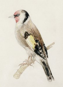 Chardonneret, du Livre des oiseaux de Farnley, c.1816 - Joseph Mallord William Turner