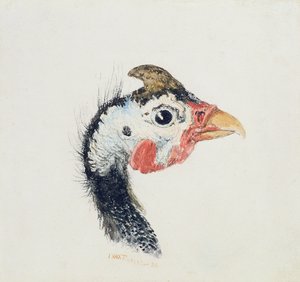 Pintade, du 