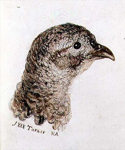 Faisane, du livre des oiseaux de Farnley, c.1816