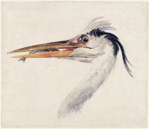 Héron, du Livre des oiseaux de Farnley, vers 1816