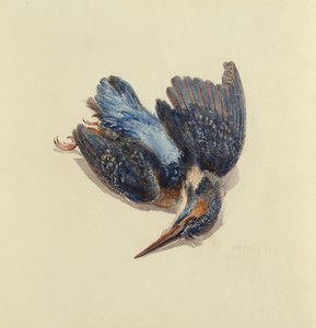 Martin-pêcheur, du Livre des oiseaux de Farnley, vers 1816 - Joseph Mallord William Turner