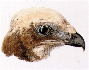 Faucon maure, du Livre des oiseaux de Farnley, vers 1816