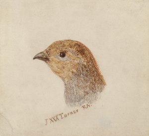 Perdrix, du Livre des oiseaux de Farnley
