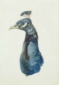 Paon, du Livre des oiseaux de Farnley, c.1816 - Joseph Mallord William Turner
