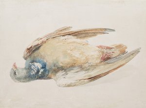 Pigeon, du 