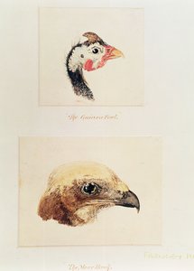 La pintade et le faucon maure - Joseph Mallord William Turner
