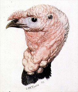Dinde, du Livre Farnley des Oiseaux, c. 1816
