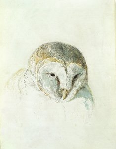 Chouette effraie, du Livre des oiseaux de Farnley