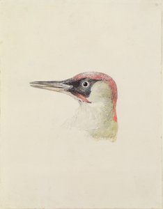 Pic, du Livre des oiseaux de Farnley, c.1816 - Joseph Mallord William Turner