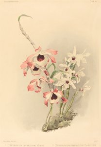 Dendrobium Hybridium Vénus et Dendrobium Hybridium Cassiope