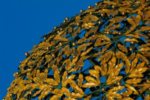 Dôme de la Sécession viennoise (Sezessionsstil ou Wiener Secession)