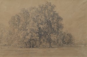 Groupe de bouleaux dans le parc du château de Seebenstein en Basse-Autriche