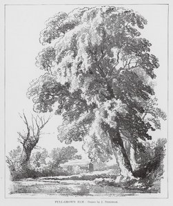 Orme adulte (litho)