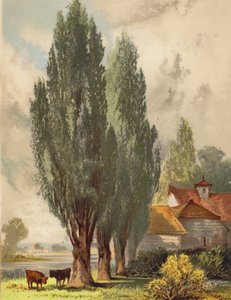 Peupliers de Lombardie, scène anglaise (litho en couleur) - Joseph Needham