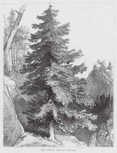 Le mélèze (litho) - Joseph Needham