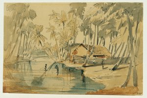 Bosquet de palmiers à Ceylan (Sri Lanka)