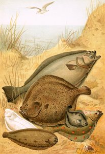 Poisson plat