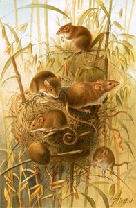 Souris des moissons - Joseph Smit