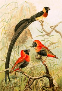 Oiseaux tisserands