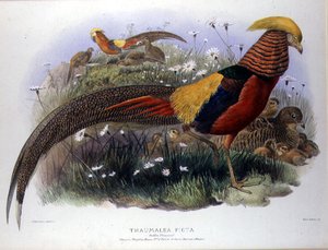 Thaumalea picta (Faisan doré) gravé par M. & N. Hanhart - Joseph and Smit J. Wolf