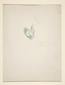 Fleur - Joseph Stella