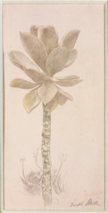 Étude des fleurs - Joseph Stella