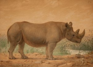 Rhinocéros africain