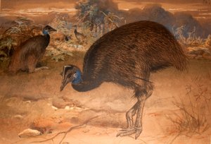 Casoar de Bennett (Casuarius bennetti), c.1851-76