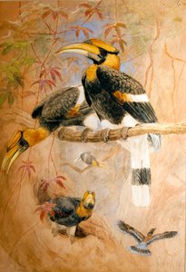 Calao à Casque Concave (Dichoceros bicornis), 1856-67