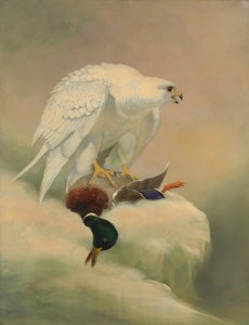 Faucon gerfaut et colvert - Joseph Wolf