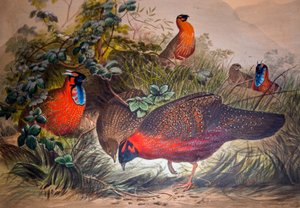 Tragopan cornu, 1861 - Joseph Wolf