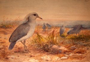 Kagu (Rhinochetus jubatus), vers 1851-76 - Joseph Wolf