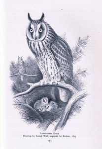 Hibou moyen-duc, Nature en Grande-Bretagne publiée par Collins, 1946