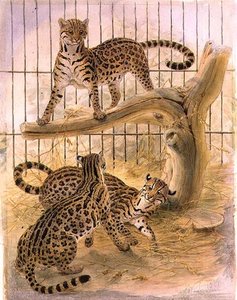Ocelots en cage